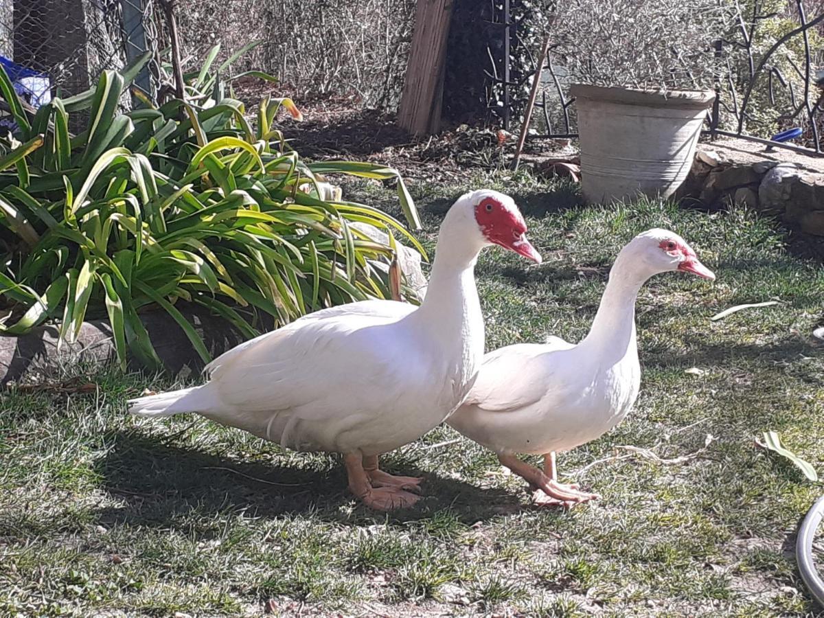 Gite Du Prinas Greolieres Extérieur photo
